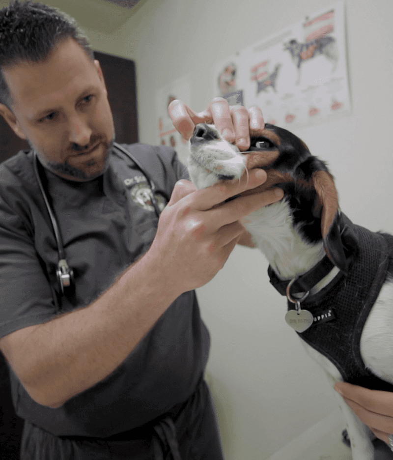 Health Insurance for Pets