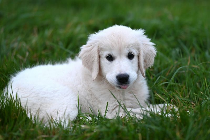Golden Retriever Puppy