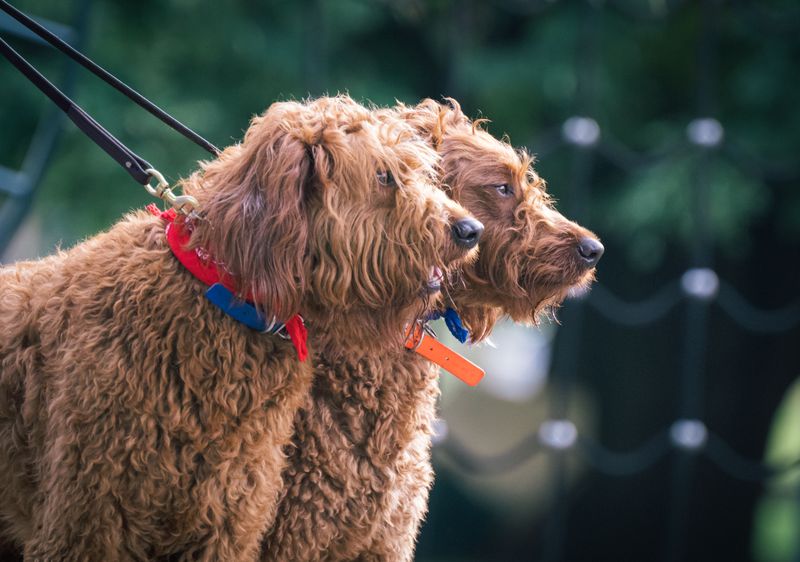 Labradoodle