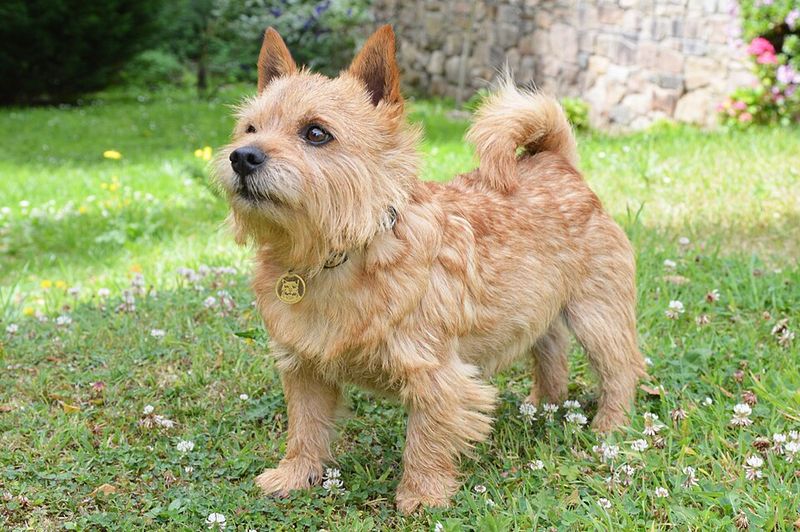26 Compact Dog Breeds with Remarkable Courage and Confidence 16 Norwich Terrier