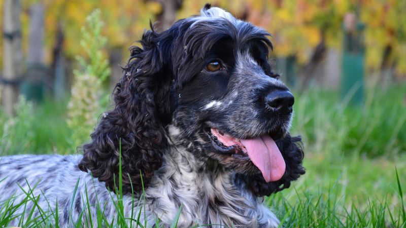 Cocker Spaniel