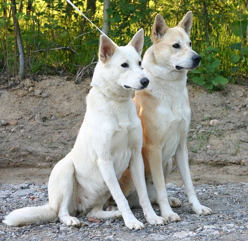 Canaan Dog