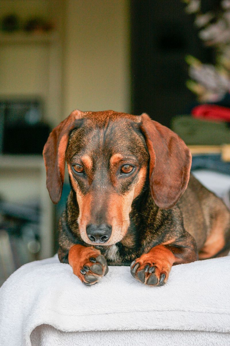 Small enough for your lap doesn't necessarily mean too small to sound the alarm 4 Dachshund - brave voice under a blanket