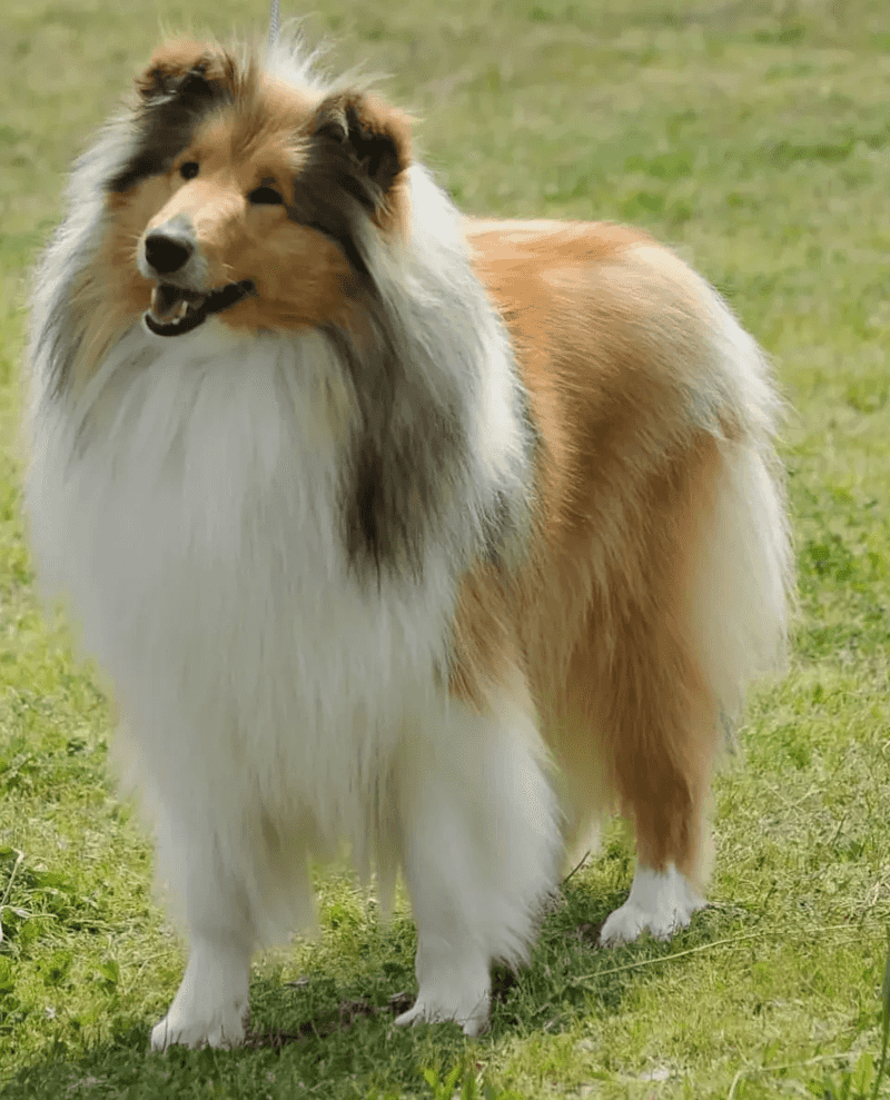 Rough Collie