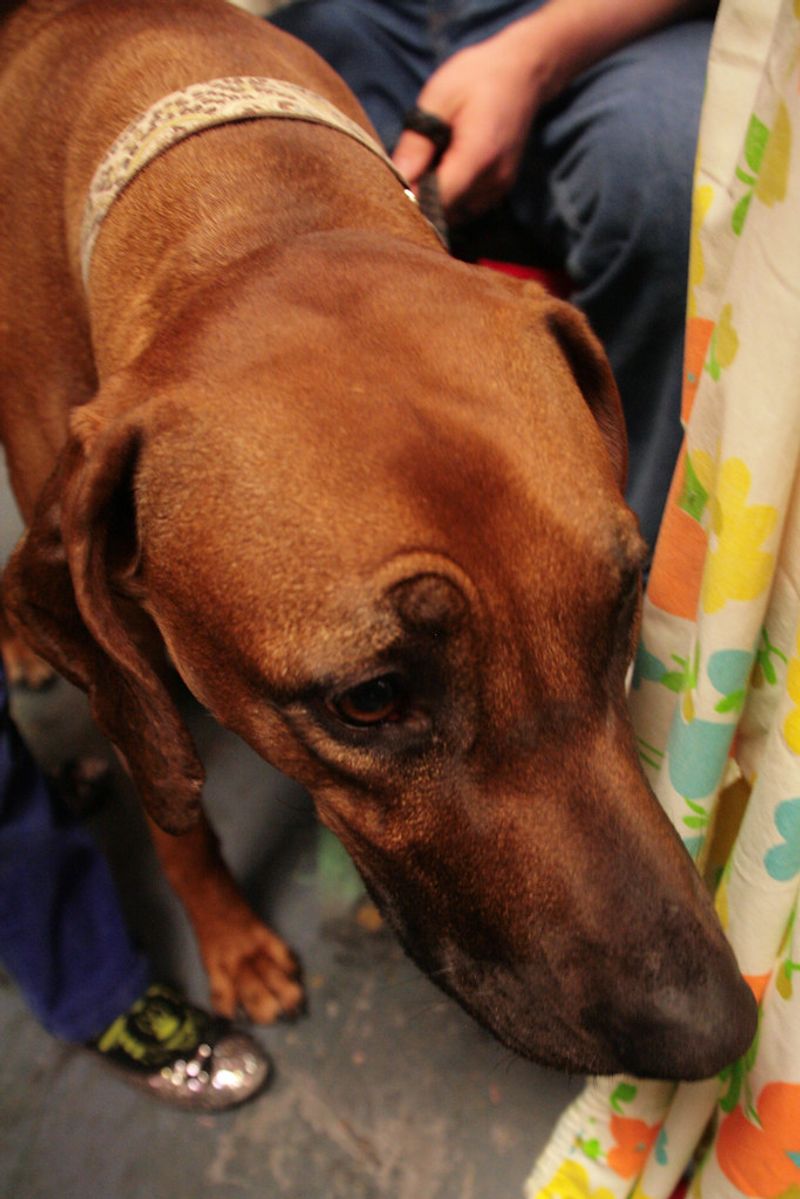 Rhodesian Ridgeback