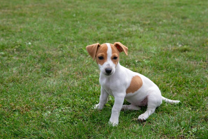 Jack Russell Terrier Puppy