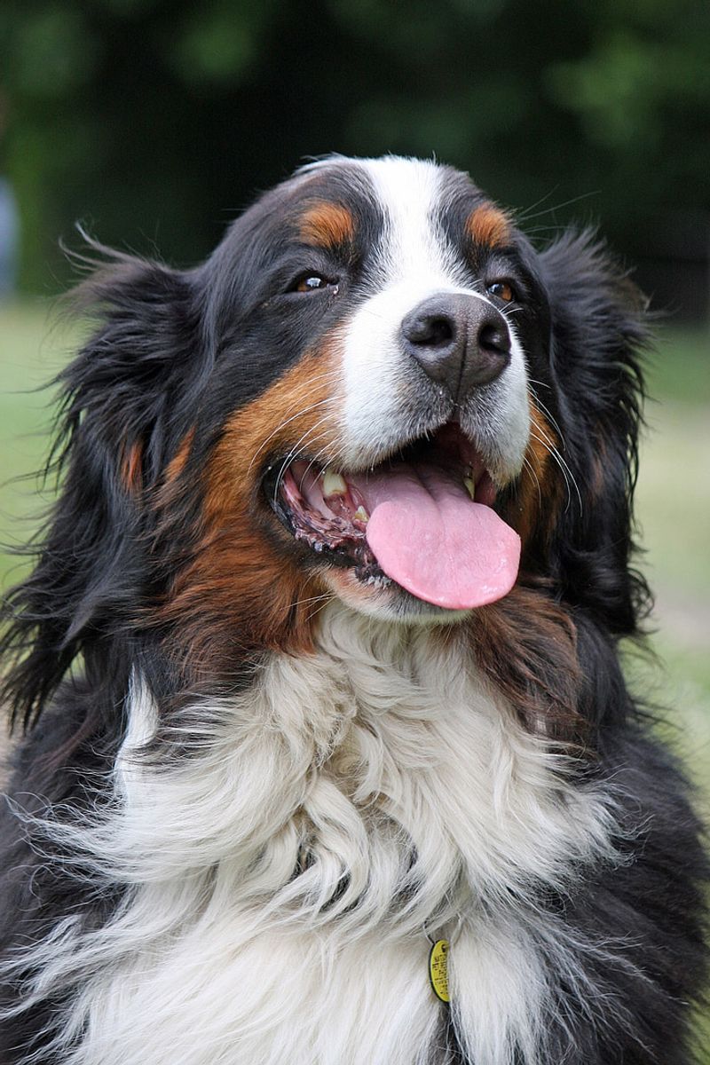 Why Some Dog Breeds Have Shorter Lifespans Than Others 3 Bernese Mountain Dog (7–9 years)