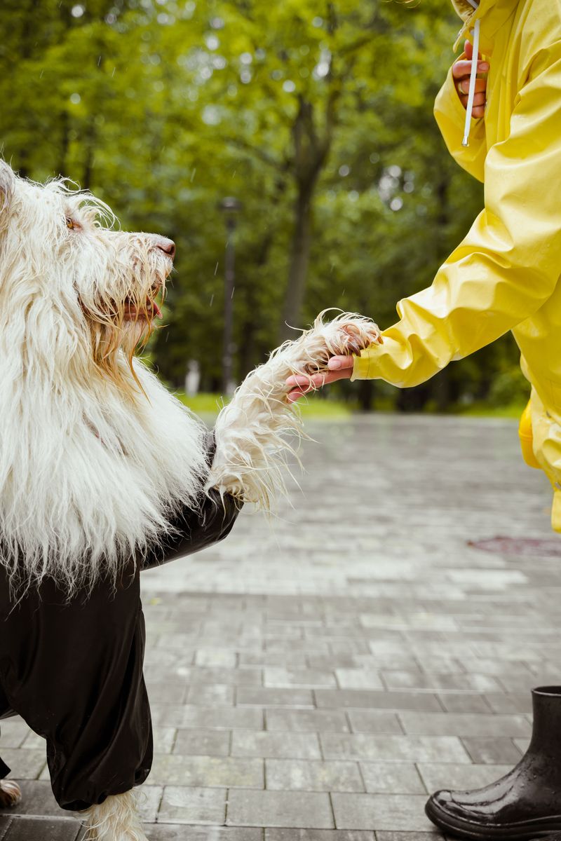 10 moments when correcting your dog may silence information you actually needed to hear 5 Declining a greeting that feels unsafe