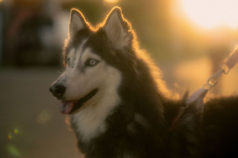 13 unforgettable dog breeds that refuse to fit the usual stereotypes 7 Siberian Husky