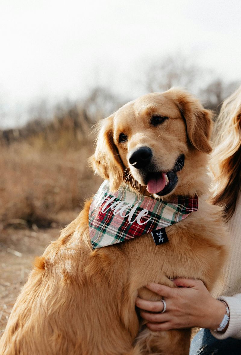These 10 dogs love constant closeness, while these 4 prefer affection on their own terms 6 Golden Retriever