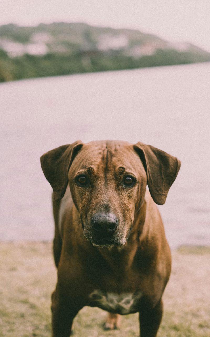 Thai Ridgeback
