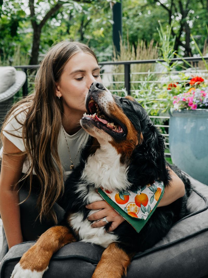 Bernese Mountain Dog