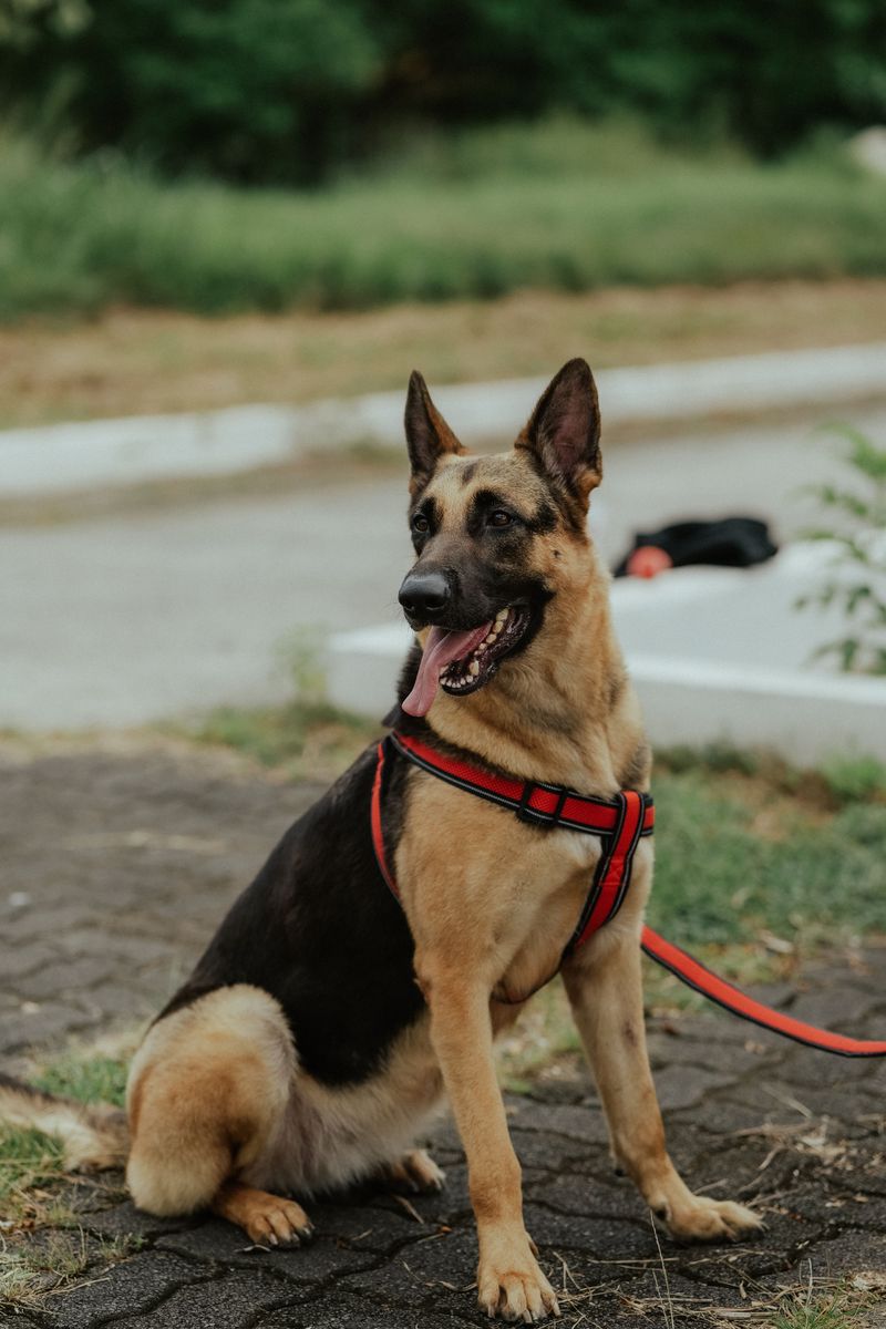 Before choosing one of these breeds, think seriously about how often your house will be empty 10 German Shepherd