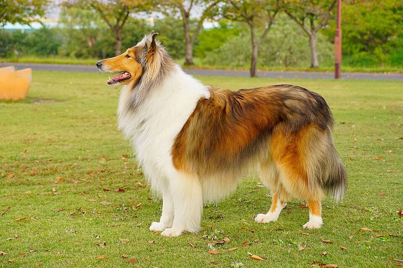 Some dog breeds look impressive - These companions prove themselves in ordinary life 4 Rough Collie