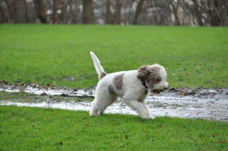 Lagotto Romagnolo