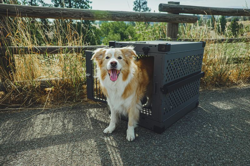 19 Small Changes That Can Instantly Improve Your Dog’s Behavior 16 Strategic Crate or Pen Time