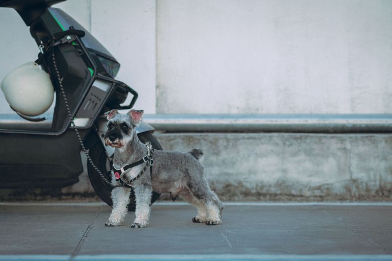 America has thousands of dogs to choose from - Yet these little breeds keep ending up near the front of the conversation 9 Miniature Schnauzer