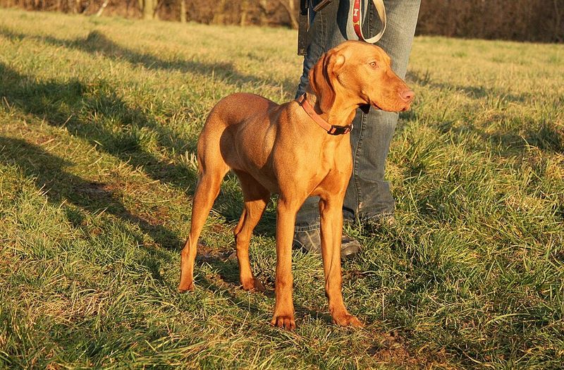 If your schedule changes often, these dog breeds deserve a little extra understanding 5 Vizsla