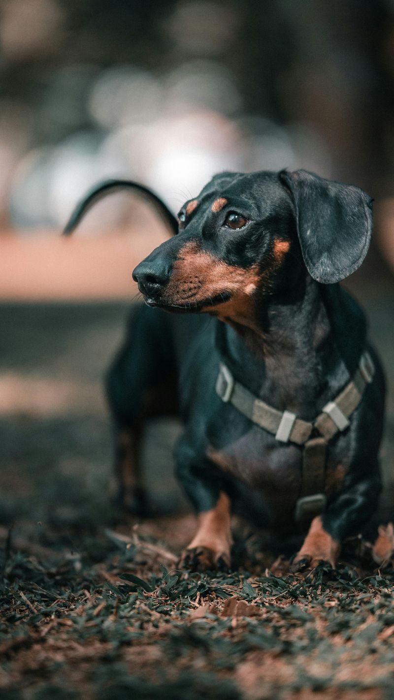 Dachshund
