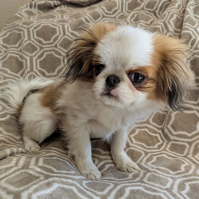 Japanese Chin