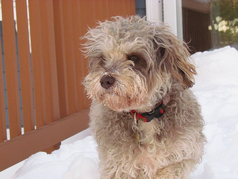 Schnoodle