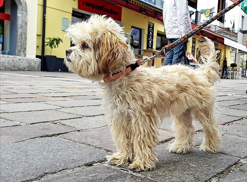 Russian Tsvetnaya Bolonka