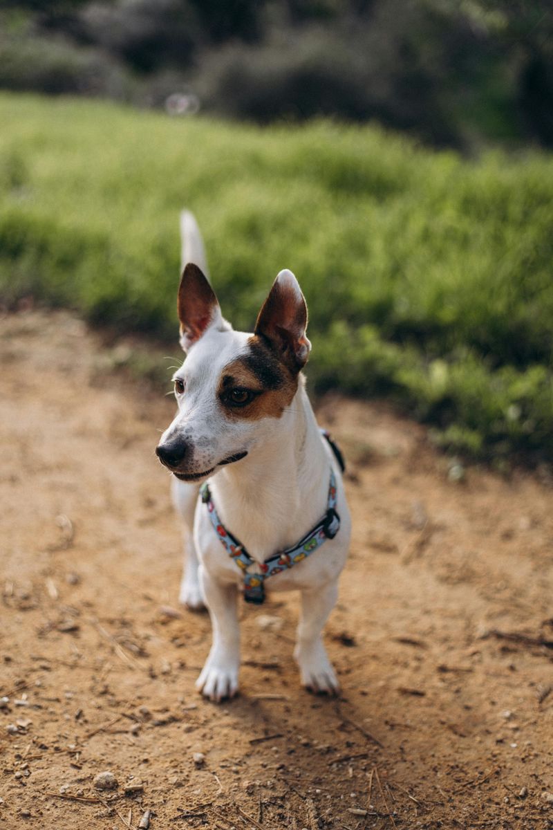 14 tiny dog breeds with huge personalities and zero fear 3 Jack Russell Terrier
