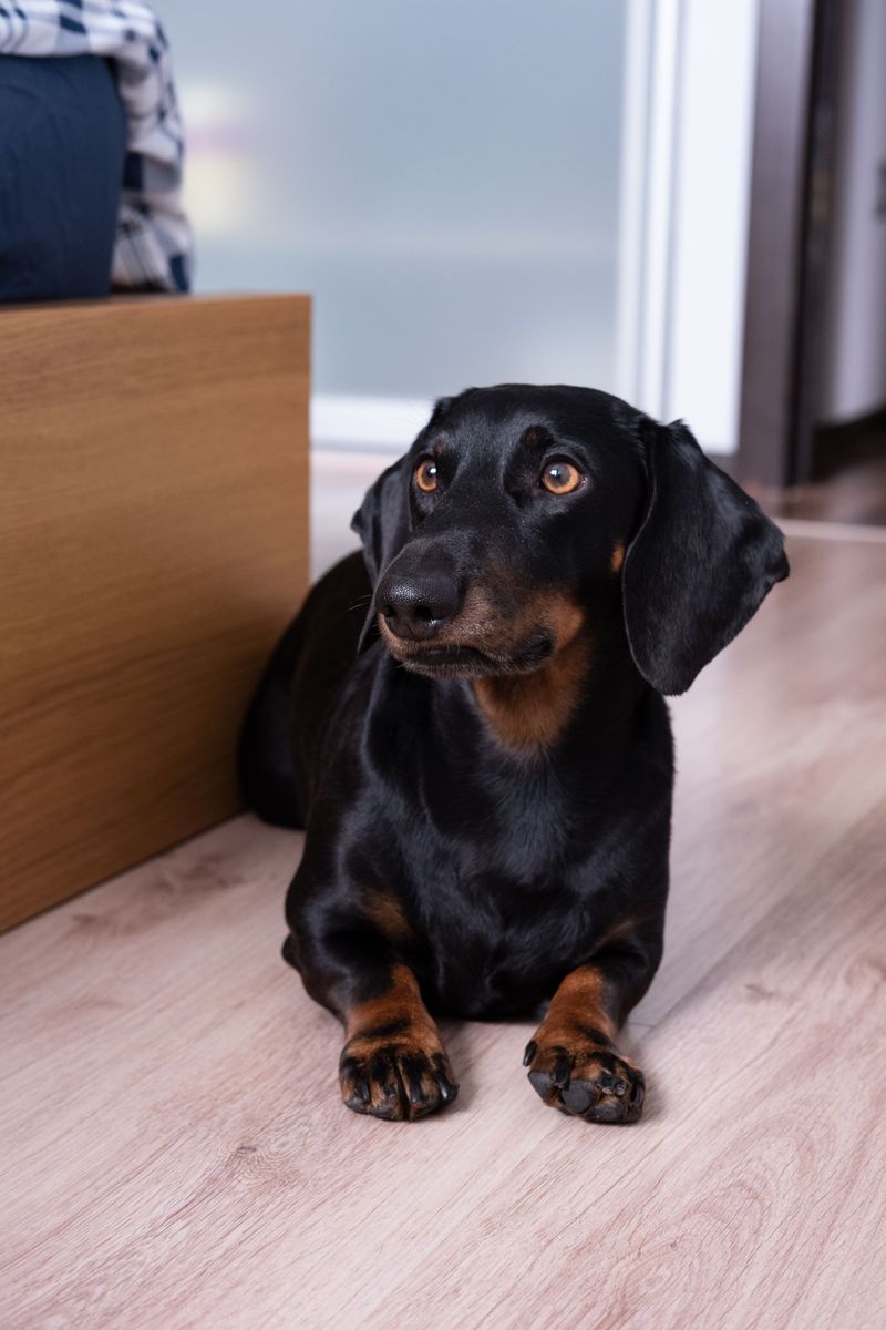 10 low-maintenance dog breeds - plus 4 whose beautiful coats come with a catch 5 Dachshund