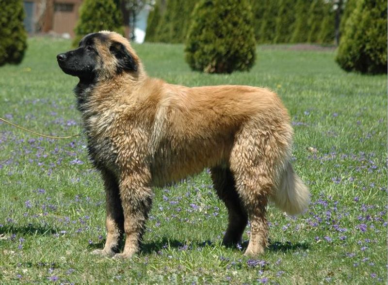 16 Incredibly Powerful Dog Breeds Strong Enough to Pull a Truck 13 Estrela Mountain Dog