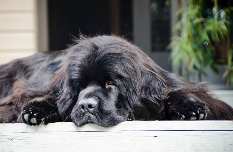 24 Dog Breeds That Show True Balance Between Power and Kindness 7 Newfoundland