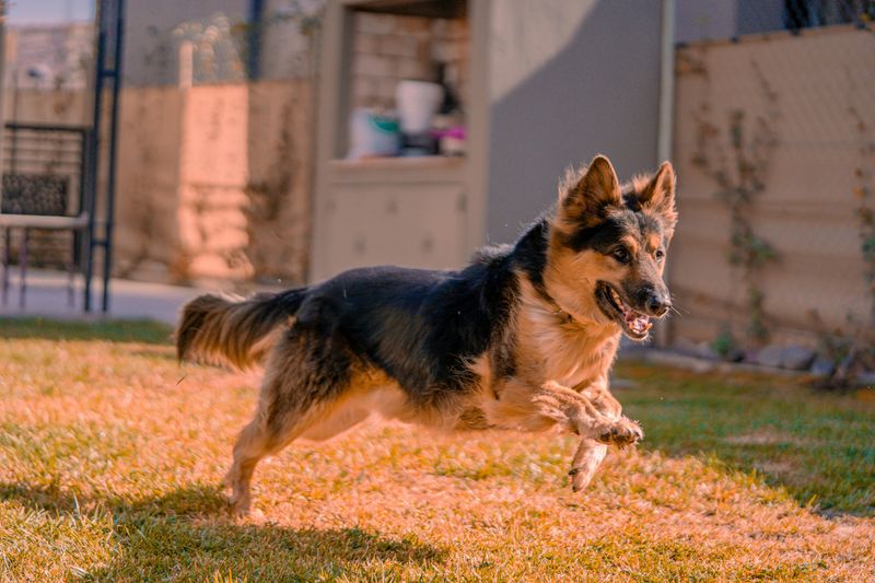 16 dog breeds that stay sweet indoors but switch on guard mode instantly 2 German Shepherd