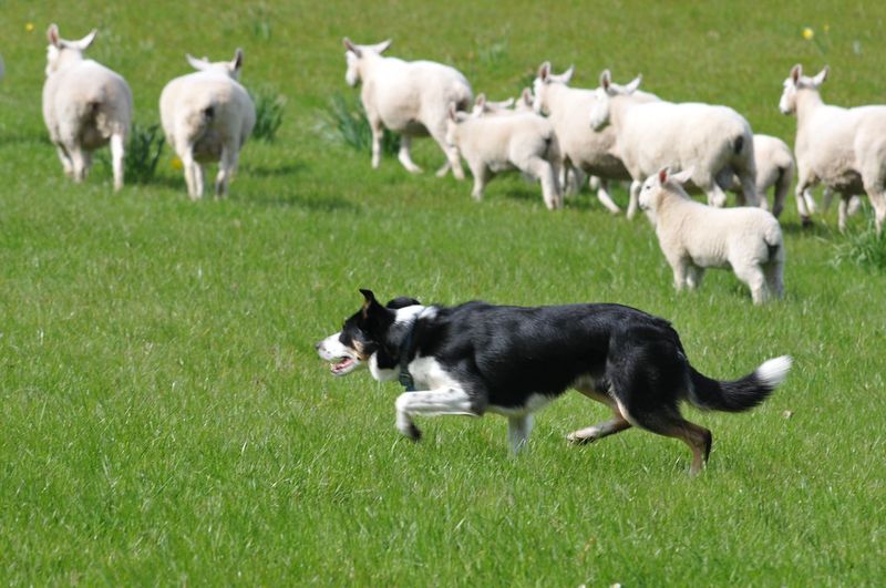 Border Collie