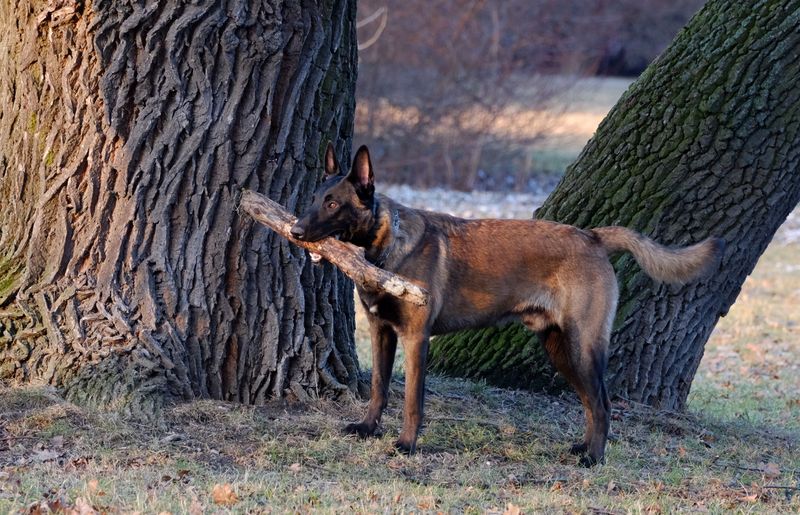 Belgian Malinois