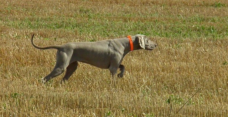 Weimaraner