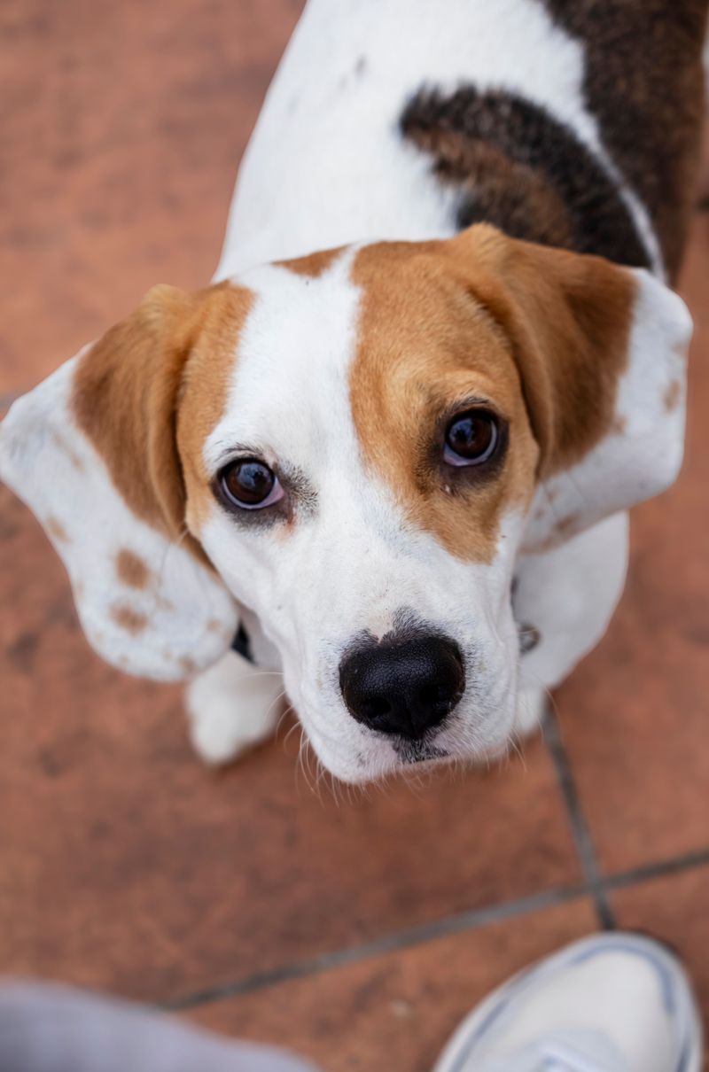 Beagle