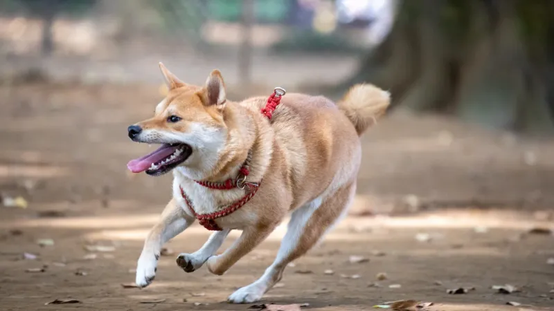 Good luck scrolling past these dog breeds without imagining one in your home 11 Shiba Inu