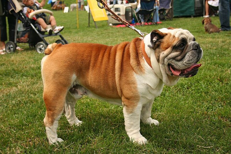 11 dogs whose appearance suggests toughness - while their everyday personality can tell another story 12 English Bulldog