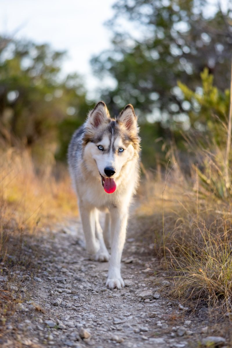 People choose these 12 dog breeds for one reason - but end up loving them for another 8 Siberian Husky