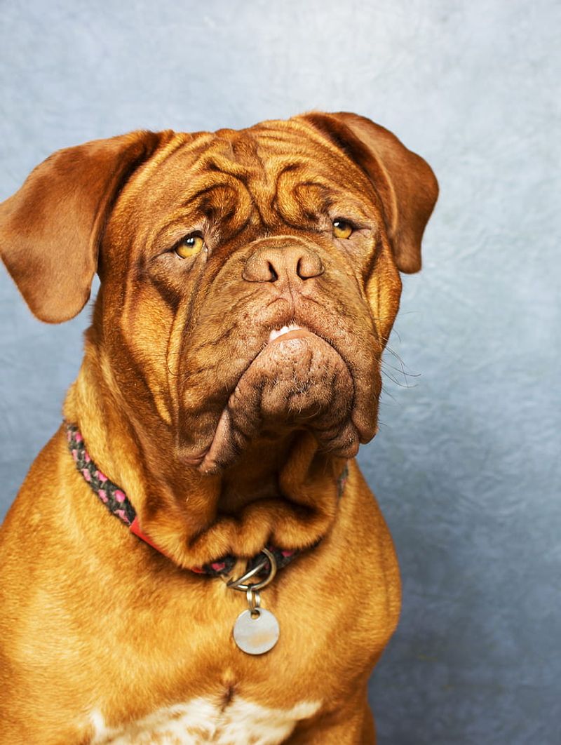 Dogue de Bordeaux
