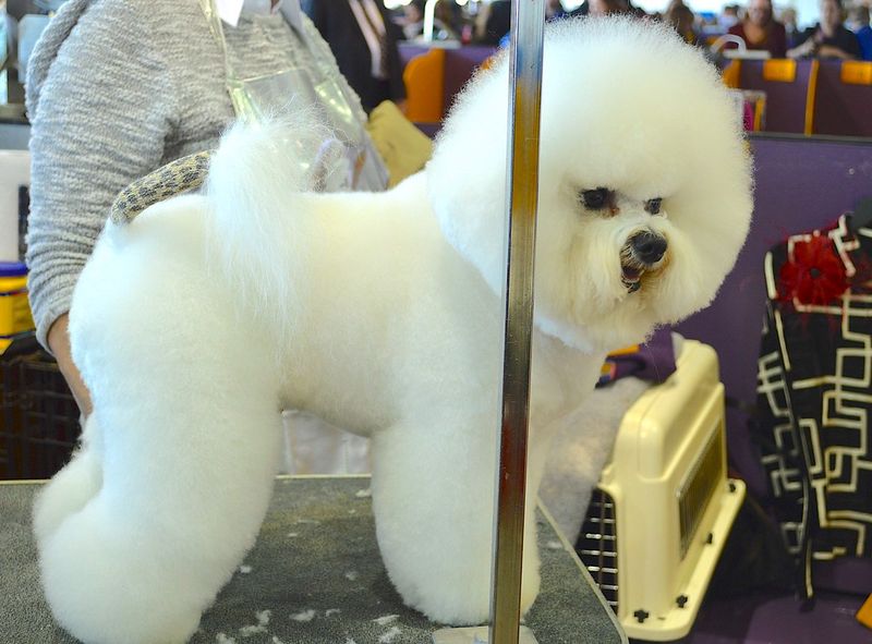 Hate dog hair everywhere? These 14 breeds make life noticeably easier 5 Bichon Frise