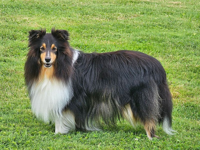 13 calm-looking dogs with instincts so sharp they can read a room instantly 10 Shetland Sheepdog
