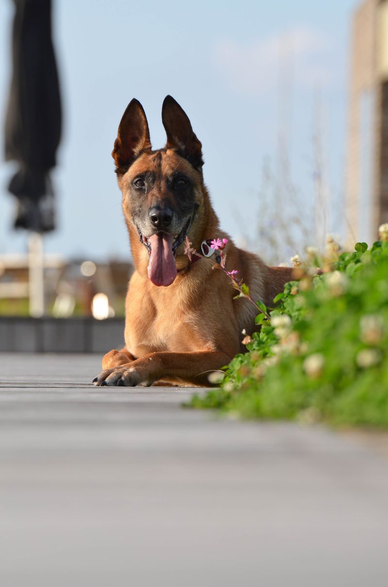 12 Dog Breeds That Approach Border Collie-Level Intelligence (and 13 Close Followers) 11 Belgian Malinois