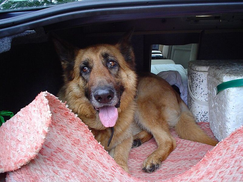 13 dog breeds that often struggle with car rides - plus 3 that absolutely love road trips 14 German Shepherd