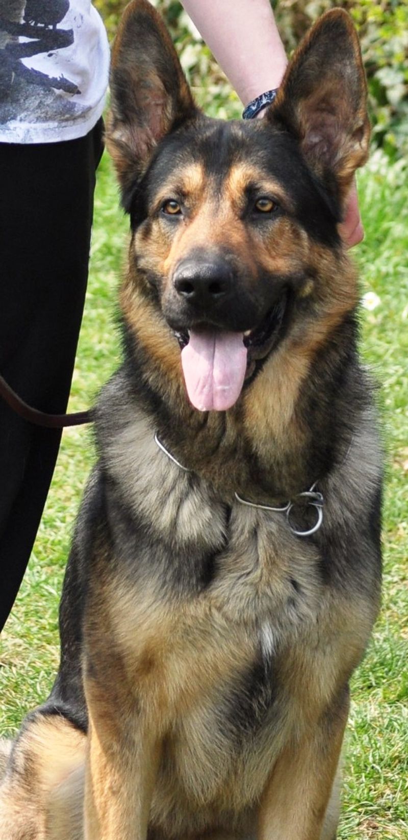 The secret behind these 10 dog breeds isn't training - it's centuries of carefully selected instincts 4 German Shepherd