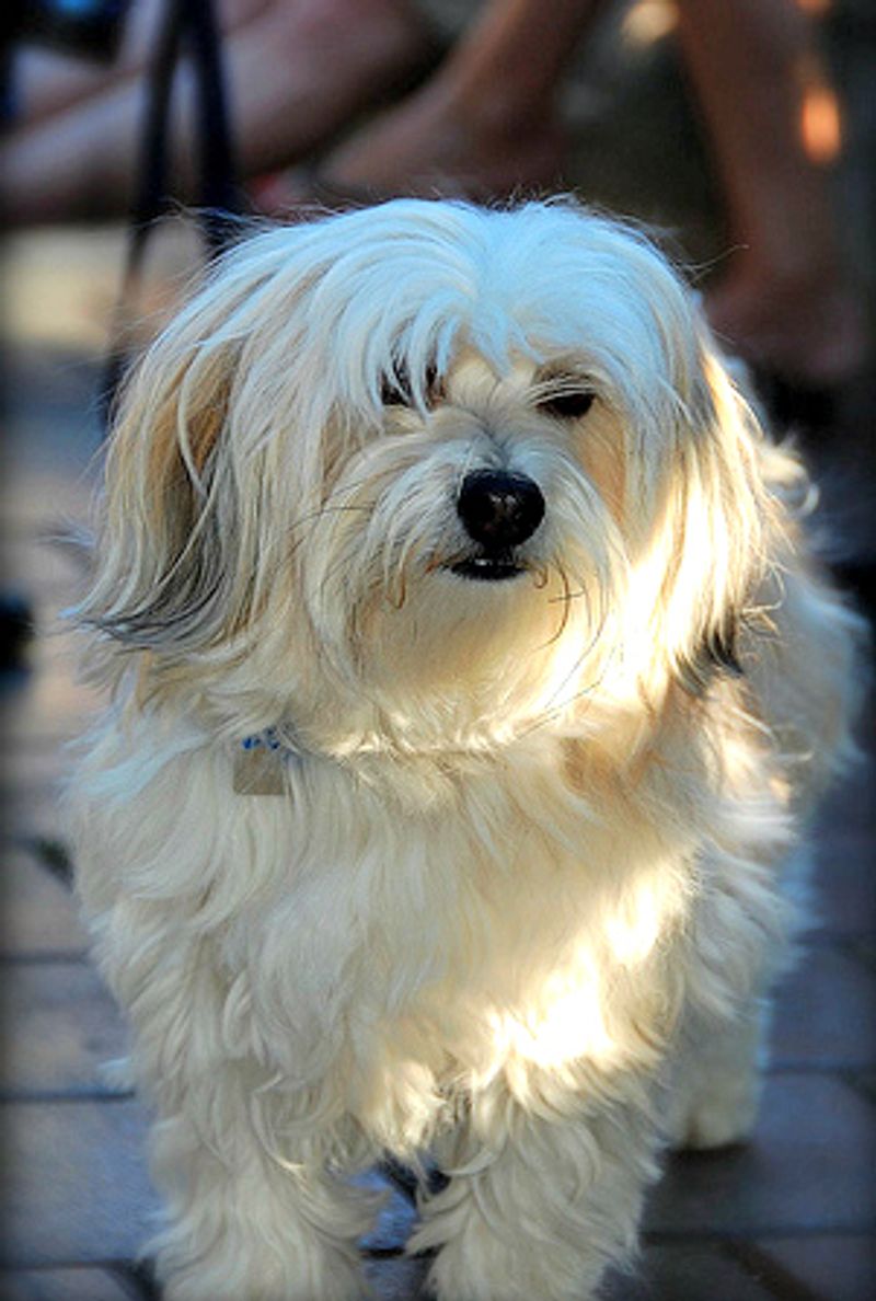 Sometimes the best dog is simply the one that makes everyday life easier 2 Havanese