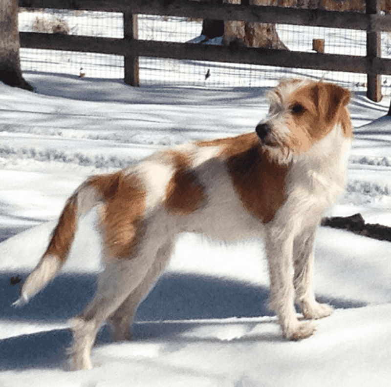 Search Data Is Pointing to These 10 Rare Dog Breeds Curious Owners Are Discovering 5 Kromfohrländer