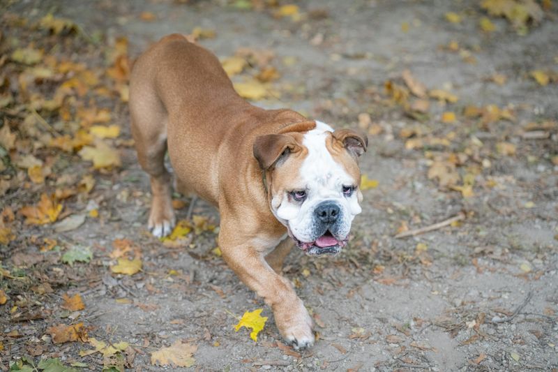 22 Small and Large Dog Breeds That Handle Being Home Alone Well 27 English Bulldog