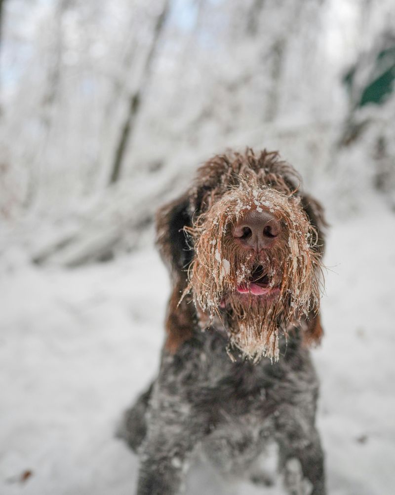 Spinone Italiano