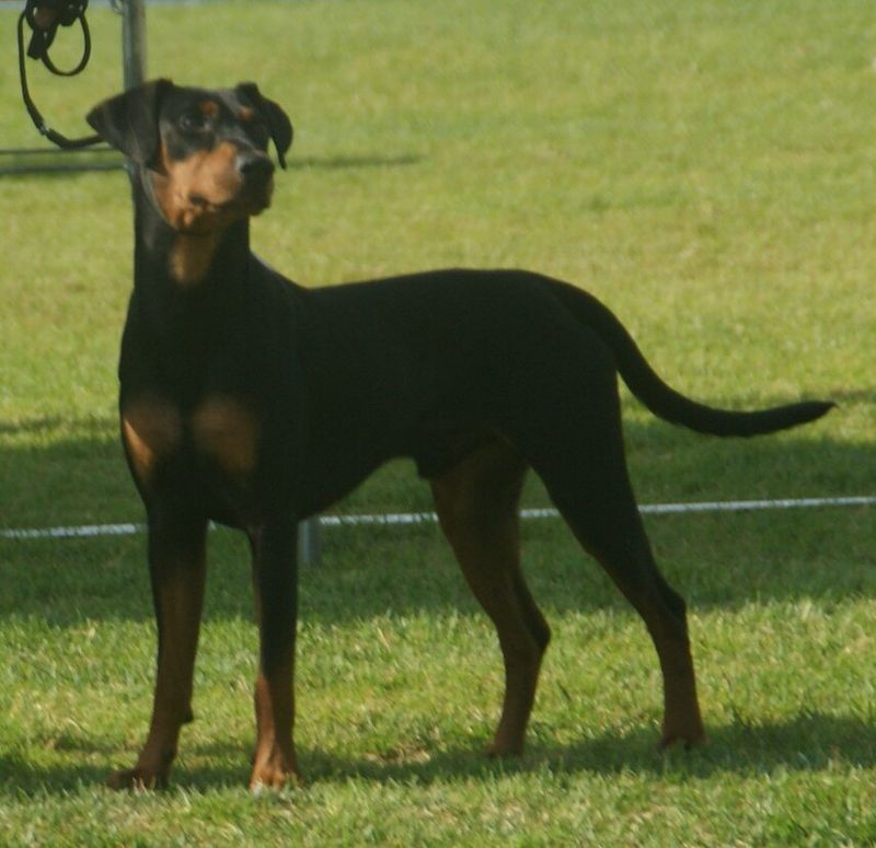 Some Dogs Maintain Emotional Distance Without Losing Connection - 14 Breeds That Do 3 German Pinscher