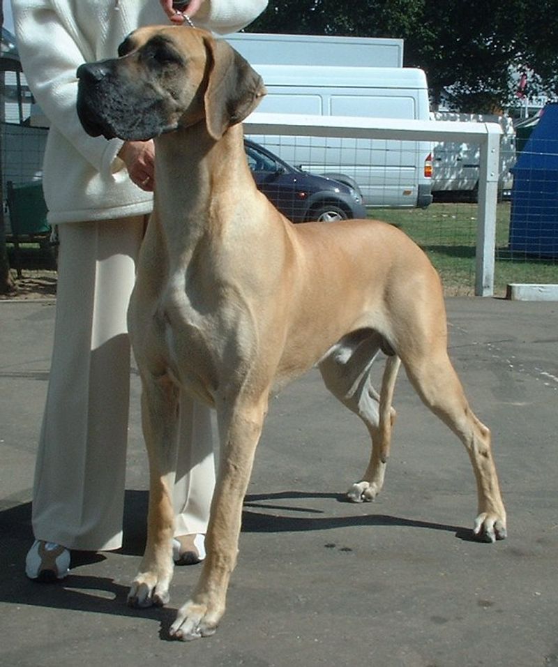Love dogs but need personal space? These 11 breeds may understand you better than most 8 Great Dane